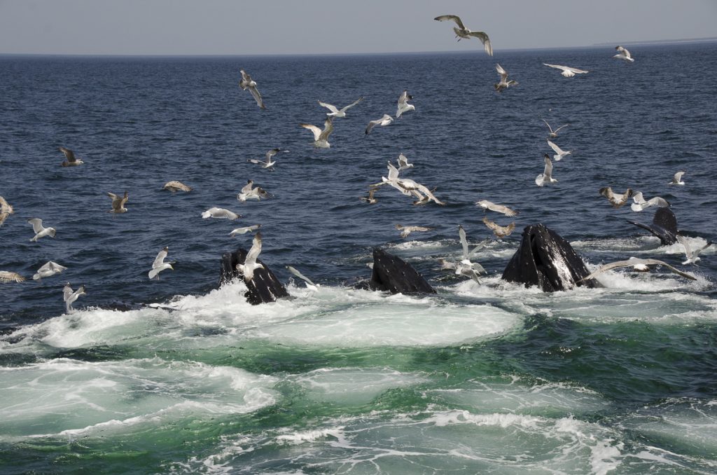 4 Unforgettable Rides In Cape Cod 11 Whale Watching, Provincetown, MA